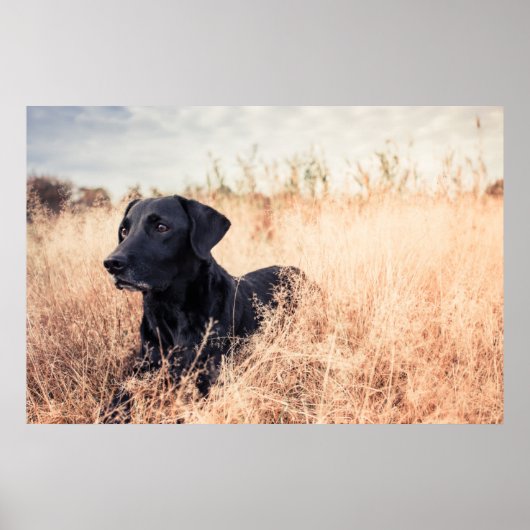 Schwarzes Labrador in trockenem Gras Poster (Vorne)