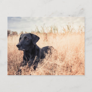 Schwarzes Labrador in trockenem Gras Postkarte