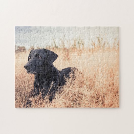 Schwarzes Labrador in trockenem Gras Puzzle (Horizontal)