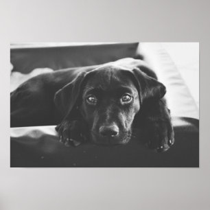 Schwarzes Labrador-Poster Poster