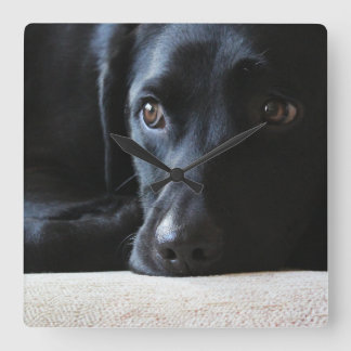 Schwarzes Labrador Quadratische Wanduhr