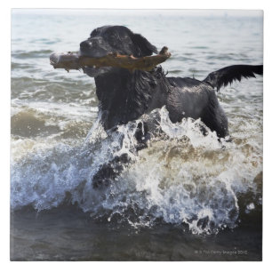 Schwarzes Labrador retriever, das durch Brandung Fliese