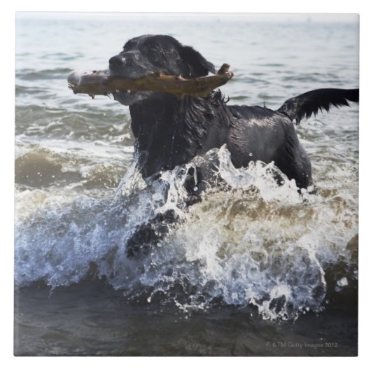 Schwarzes Labrador retriever, das durch Brandung Fliese (Vorderseite)
