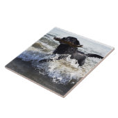 Schwarzes Labrador retriever, das durch Brandung Fliese (Seite)
