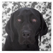 Schwarzes Labrador retriever Fliese (Vorderseite)