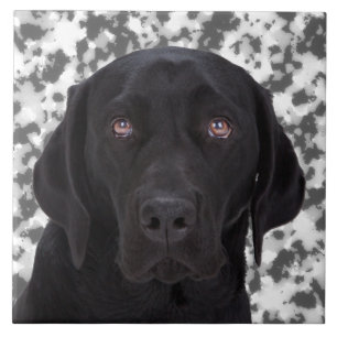 Schwarzes Labrador retriever Fliese
