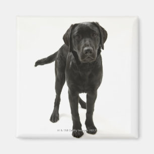 Schwarzes labrador retriever magnet