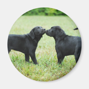 Schwarzes Labrador retriever Magnet