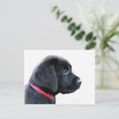 Schwarzes Labrador Retriever Niedliche Welpe - Sch Postkarte (Stehend Vorderseite)