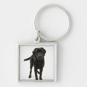 Schwarzes labrador retriever schlüsselanhänger