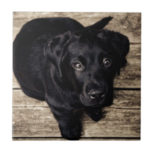 Schwarzes Labrador Retriever Welpe auf Holz Fliese