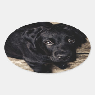 Schwarzes Labrador Retriever Welpe auf Holz Ovaler Aufkleber