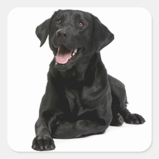 Schwarzes Labrador Retriever Welpenhundekleber / S Quadratischer Aufkleber (Vorderseite)