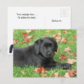 Schwarzes Labrador Welpenherbst - Niedliches Hunde Postkarte (Vorne/Hinten)