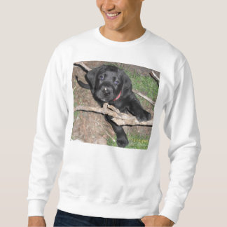 schwarzes Labradorwelpenalter 6 Wochen Sweatshirt