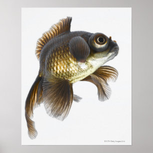 Schwarzes machen Goldfisch (Carassius auratus) 2 Poster