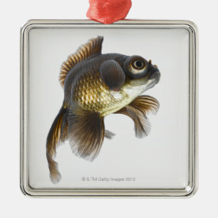 Schwarzes machen Goldfisch (Carassius auratus) 2 Silbernes Ornament