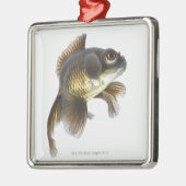 Schwarzes machen Goldfisch (Carassius auratus) 2 Silbernes Ornament (Links)