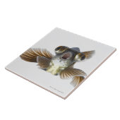 Schwarzes machen Goldfisch fest (Carassius Fliese (Seite)