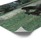 Schwarzes Mare und Fohlen Poster (Ecke)
