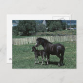 Schwarzes Mare und Fohlen Postkarte (Vorne/Hinten)