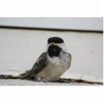 Schwarzes mit einer Kappe bedeckte<br><div class="desc">Der Erstflug des Schwarzes mit einer Kappe bedeckten Chickadees</div>