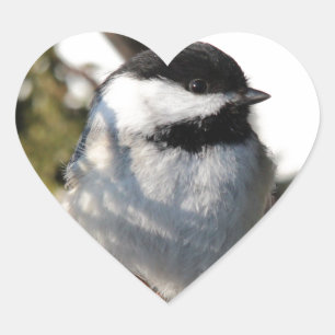 Schwarzes mit einer Kappe bedeckter Chickadee Herz-Aufkleber