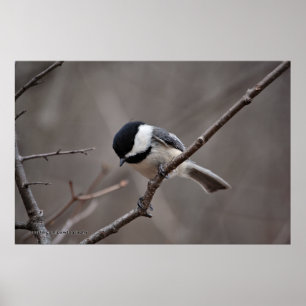 Schwarzes mit einer Kappe bedeckter Chickadee Poster