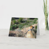 Schwarzes Mouth Cur Dog Portrait Karte (Vorderseite)