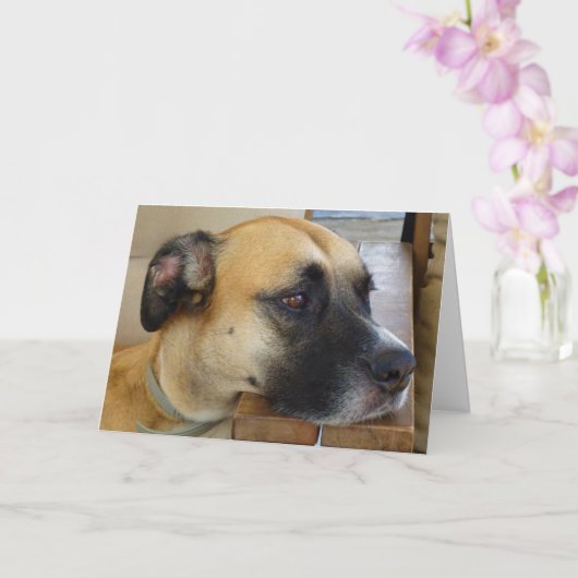 Schwarzes Mouth Cur Dog Portrait Karte (Orchidee)