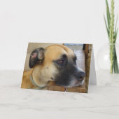Schwarzes Mouth Cur Dog Portrait Karte (Vorderseite)