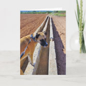 Schwarzes Mouth Cur Dog Portrait Karte (Vorderseite)