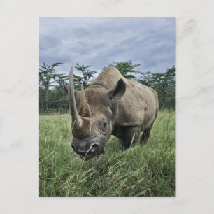 Schwarzes Nashorn, Diceros bicornis, Kenia Postkarte