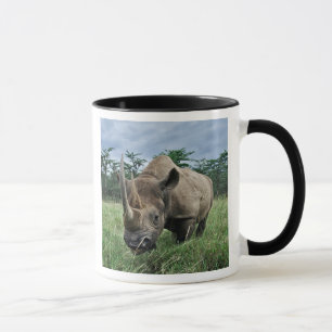 Schwarzes Nashorn, Diceros bicornis, Kenia Tasse