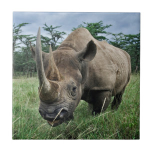 Schwarzes Nashorn   Kenia Fliese