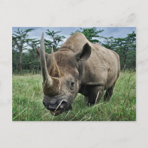 Schwarzes Nashorn Kenia Postkarte