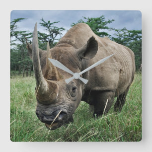 Schwarzes Nashorn   Kenia Quadratische Wanduhr