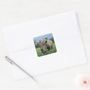 Schwarzes Nashorn   Kenia Quadratischer Aufkleber
