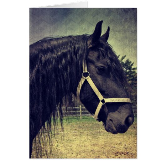 Schwarzes Pferd (Vorne)