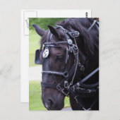 Schwarzes Pferd 384 Geburtstagskarte Postkarte (Vorne/Hinten)