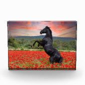 Schwarzes Pferd auf Mohnfeld Fotoblock (Vorderseite)