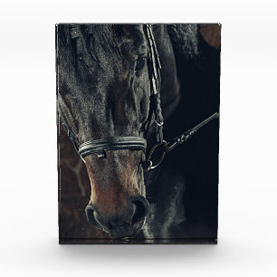 Schwarzes Pferd Fotoblock