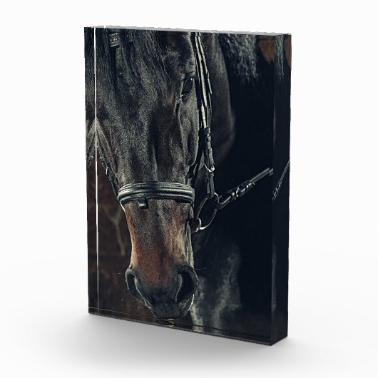Schwarzes Pferd Fotoblock (Rechts)