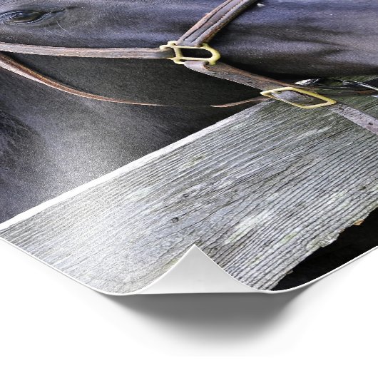 Schwarzes Pferd Fotodruck (Ecke)