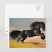 schwarzes Pferd in der Wüste Postkarte (Vorne/Hinten)
