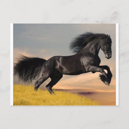 schwarzes Pferd in der Wüste Postkarte (Vorderseite)