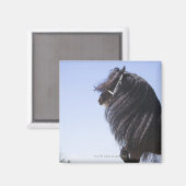 schwarzes Pferd mit langer Mähne Magnet (Vorderseite/Rückseite)