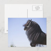 schwarzes Pferd mit langer Mähne Postkarte (Vorne/Hinten)