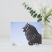 schwarzes Pferd mit langer Mähne Postkarte (Stehend Vorderseite)