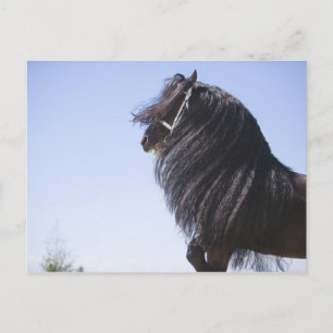 schwarzes Pferd mit langer Mähne Postkarte